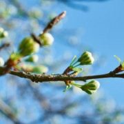 В Україні кардинально зміниться погода: в березні варто очікувати сюрпризи