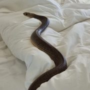 Величезна отруйна змія заповзла до ліжка чоловіка: чим все закінчилося (фото)