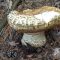 “Так рано в нас гриби ніколи не росли”: на Косівщині люди почали збирати перші боровики