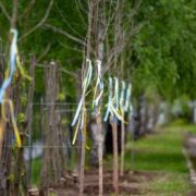 В Івано-Франківську другий рік поспіль провели акцію “Посади дерево в пам’ять воїна”