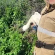 Калуські надзвичайники врятували лелеченя, яке випало з гнізда. ФОТО