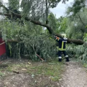 На Тролейбусній вітер повалив дерево на пішохідну зону. ФОТО