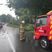 В Івано-Франківську дерево впало на припаркований автомобіль. ФОТО