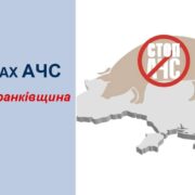 Африканську чуму свиней виявлено на Івано-Франківщині