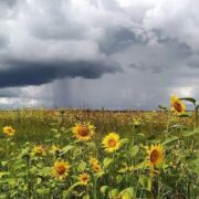 Грозові дощі та холодні ночі: синоптик Діденко попередила про погоду