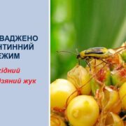 На Франківщині запроваджено карантинний режим у зв’язку із виявленням західного кукурудзяного жука