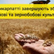 На Прикарпатті завершують збирати зернові та зернобобові культури