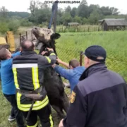 У Богородчанському районі корова провалилася в каналізаційний колектор. ФОТО