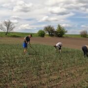До кінця року: всіх власників земельних паїв уже попередили – можна все втратити