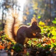 З понеділка на прикарпатців чекає потепління