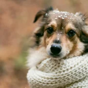 “Дощ і шалена негода накриють Україну, масштабний снігопад і туман сунуть в області”: де буде дикий мороз у -23 градуси