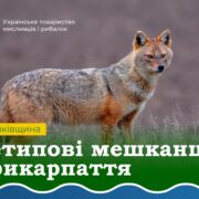 На Прикарпатті виявили тварин, схожих на шакалів