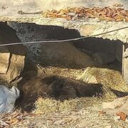 На три тижні швидше: ведмеді в Галицькому НПП впали в сплячку