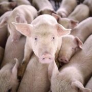 У Калуській громаді проводитимуть рейди щодо недопущення торгівлі м’ясом у несанкціонованих місцях