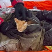 Тікав від мобілізації разом з котом: прикордонники витягли чоловіка з глибини в ущелинах понад 400 метрів