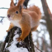 Якою буде погода на Прикарпатті 16 грудня