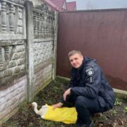 Поліцейські врятували пораненого лелеку