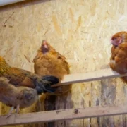 Штрафи за дрова ще не всі: українцям хочуть вліпити покарання за курей, гусей, качок і не лише – по 68 тисяч грн.