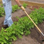 У Франківську відновлюють маршрути автобусів до садово-городних масивів