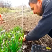 Усім, хто має город: залишилося лише кілька днів – це повинні зробити всі, інакше залишитеся без усього