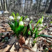 Як розпочався польовий сезон на Прикарпатті