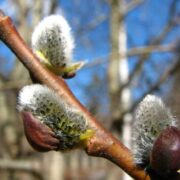 Якою буде погода завтра на Івано-Франківщині