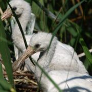 Рідкісні білі косарі знову загніздилися у Галицькому НПП