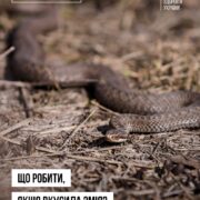 На Прикарпатті активізувалися змії: як розпізнати отруйних плазунів та що робити при укусі