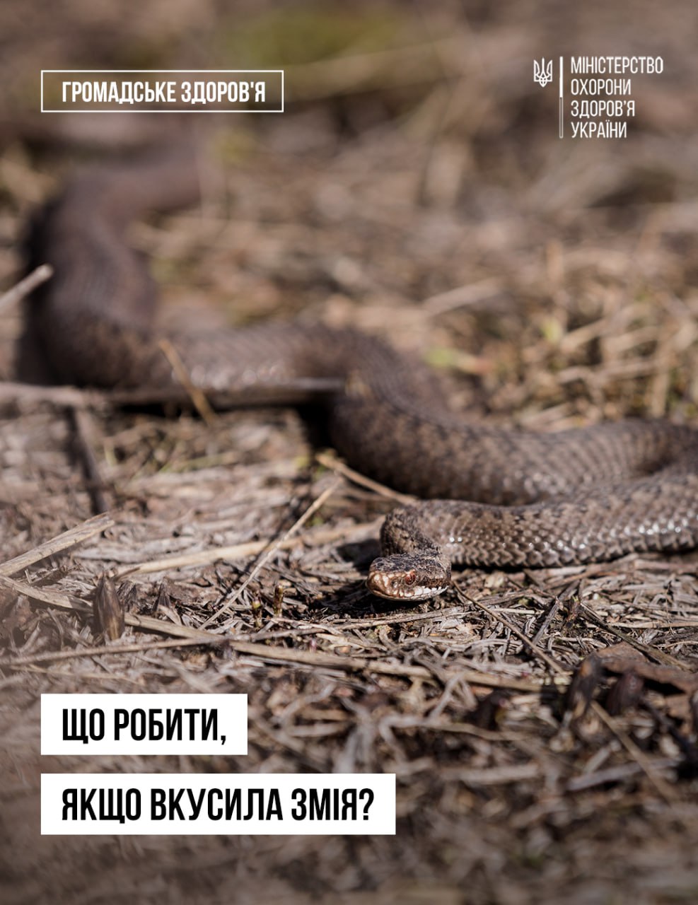 На Прикарпатті активізувалися змії: як розпізнати отруйних плазунів та що робити при укусі