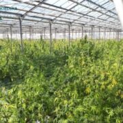 Облаштували масштабну наркоплантацію: на Прикарпатті засуджено учасників злочинної групи