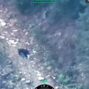 Пильнують усі: прикордонники та дикі звірі на варті державного кордону