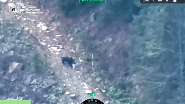 Пильнують усі: прикордонники та дикі звірі на варті державного кордону
