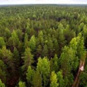 Тлумацьку міську раду примушують повернути землі лісового фонду