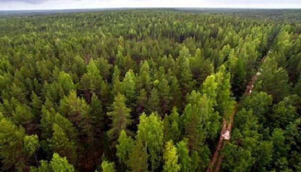 Прокуратура вимагає узаконити понад 10 га самосійних лісів