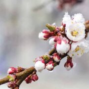Уночі в Івано-Франківській області очікуються заморозки